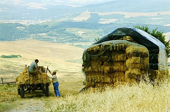 Haymaking at Volterra, Tuscany, Italy, 1999 (photo)  à Trevor  Neal