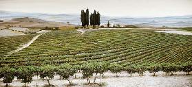 Tree Circle, Tuscany