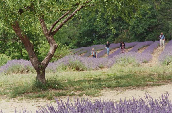 Tree in Lavender Field, in the Grounds of Abbaye Senanque, Provence, France, 1999 (photo)  à Trevor  Neal