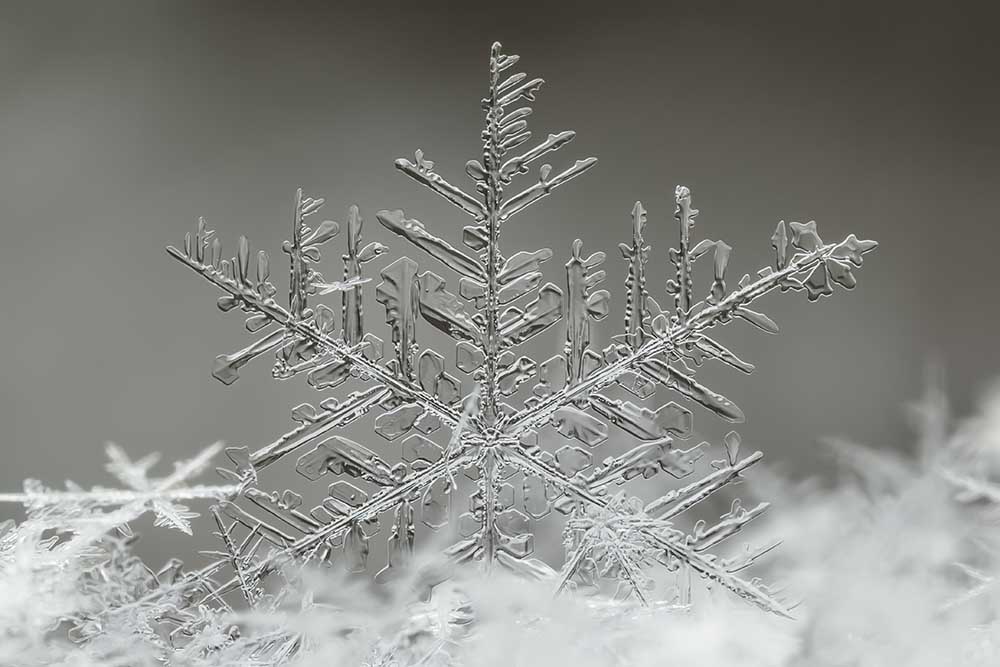 Snowflake à Tsolmon Naidandorj