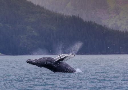 A Humpback Whale Jump out of  the Sea in Alaska