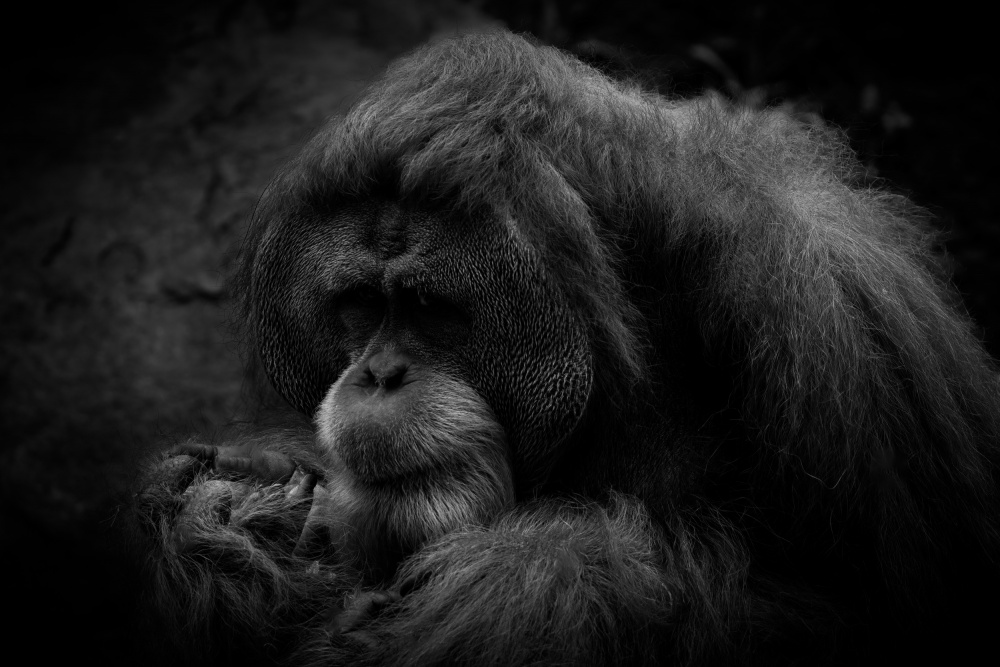I am Orangutan à TWEE LIANG WONG