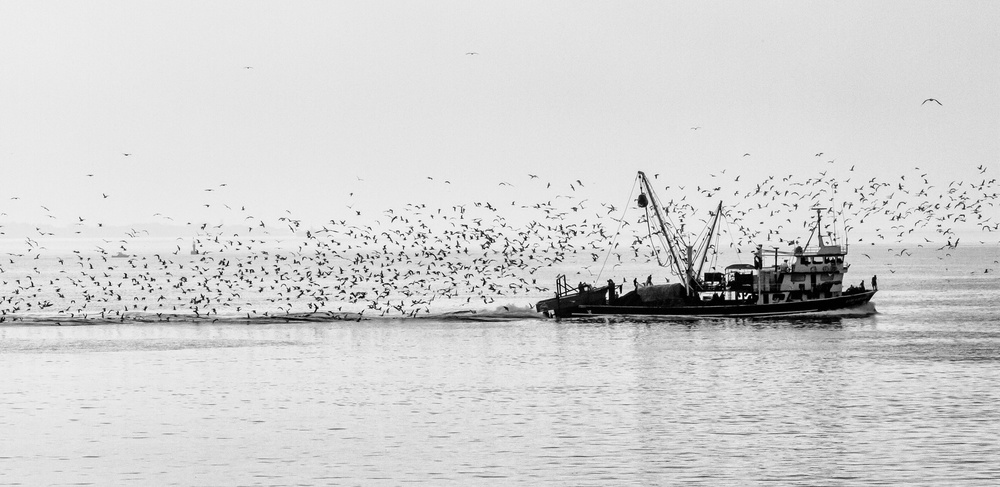Seagulls à Ugur Erkmen