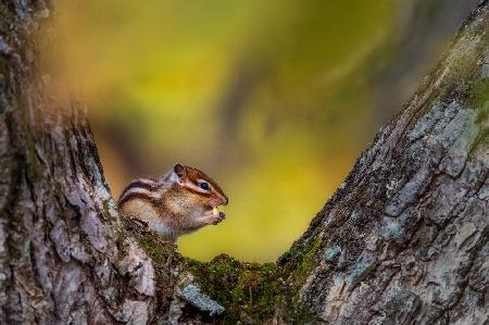 Hokkaido chipmunk　（Tamias sibiricus lineatus）