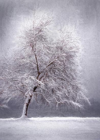 Winter at the lake