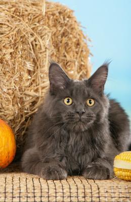 Graue Maine Coon Katze