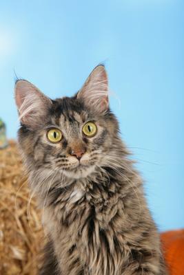 Maine Coon Katze Porträt