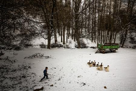 goose-shepherd