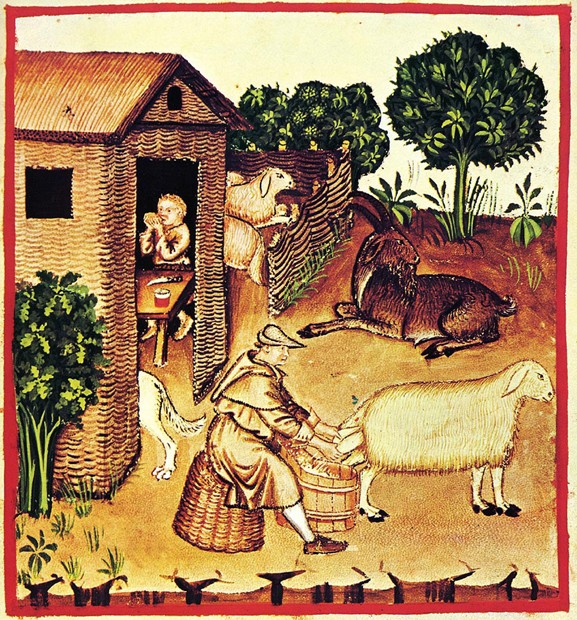 The production of cheese. A miniature from Tacuinum Sanitatis à Artiste inconnu