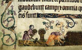 Reaping and binding sheaves (From the Luttrell Psalter)