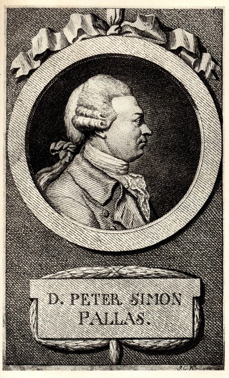 Portrait of the zoologist and botanist Peter Simon Pallas (1741-1811) à Artiste inconnu