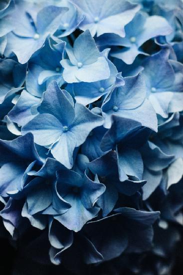 Pretty Sight - Blue Hydrangea