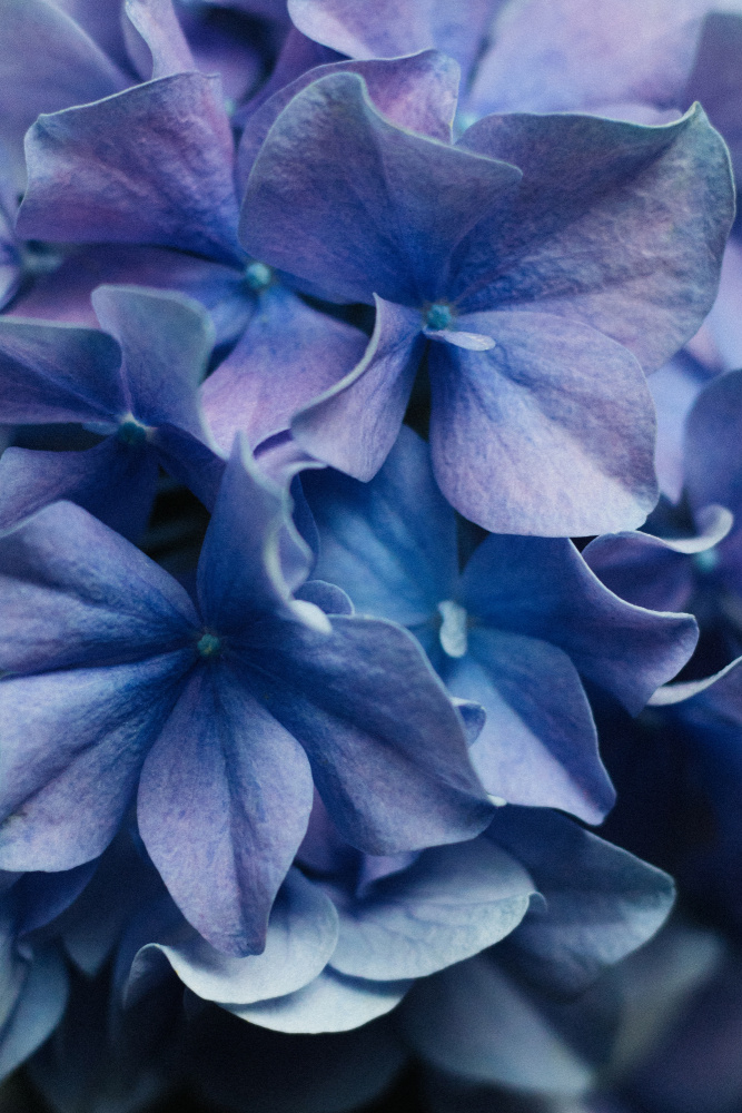 Dancing Petals - Lilac Hydrangea à uplusmestudio
