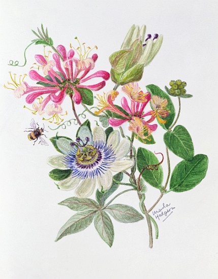 Honeysuckle and Passion flower (w/c on paper)  à Ursula  Hodgson