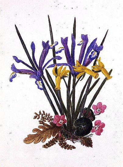 Iris reticulata, Cyclamen and Narcissus cyclamineus (w/c on paper)  à Ursula  Hodgson