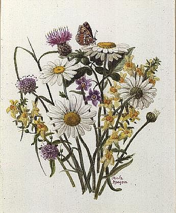 Knapweed, Ox-eye Daisy and Toad Flax (w/c on paper)  à Ursula  Hodgson