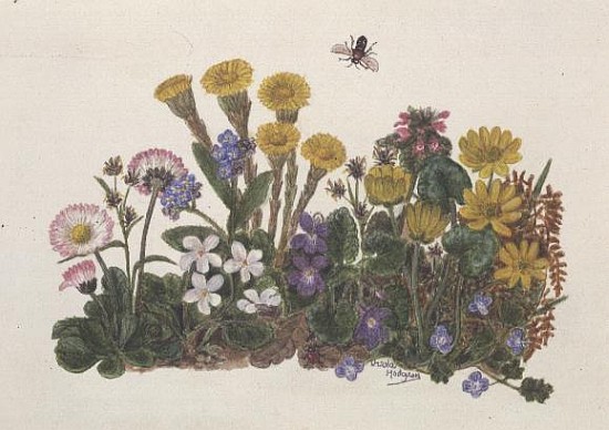 Purple and White Violets, Daisy, Celandine and Forget-me-not (w/c on paper)  à Ursula  Hodgson