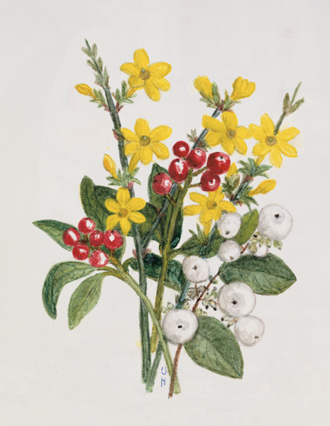 Snowberries, Dogwood and Jasmine (w/c on paper)  à Ursula  Hodgson