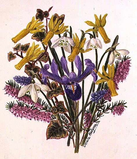 Snowdrop, Narcissus Cyclamineus, Iris Reticulata and Grape Hyacinth (w/c on paper)  à Ursula  Hodgson