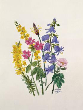 Bluebells, Broom, Herb Robert and other wild flowers (w/c on paper) 