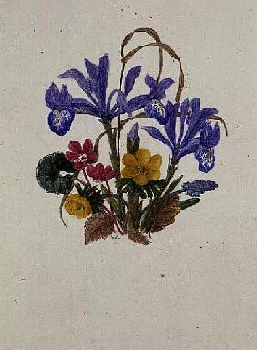 Iris Histiodes, Cyclamen, Aconite and Grape (w/c on paper) 