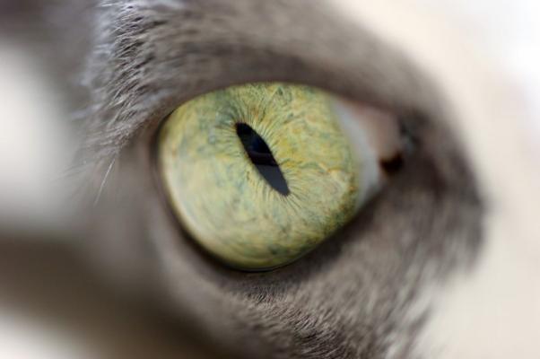 Auge einer Katze à Uwe Malitz