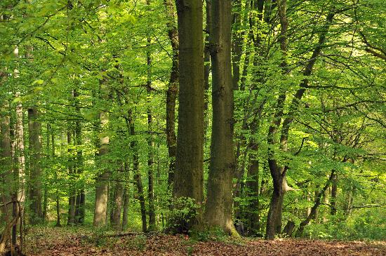 Habichtswald im zarten Grün à Uwe Zucchi