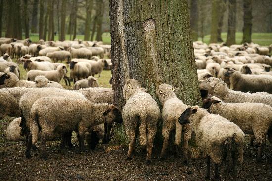 Schafe à Uwe Zucchi