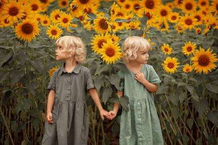 A Walk in the Sunflowers