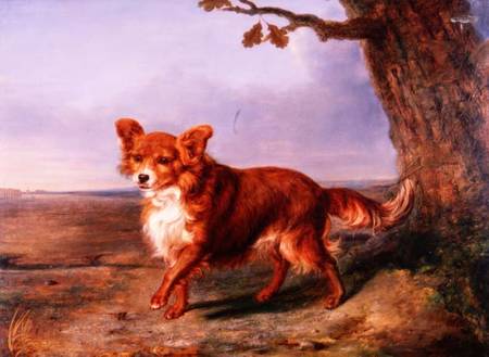 'Fox', A Favourite Dog à Vallati