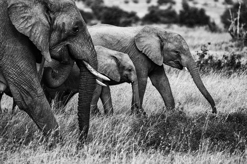 Elephant family à Vedran Vidak
