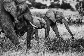 Elephant family