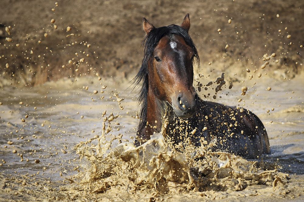 horse in water à Vedran Vidak