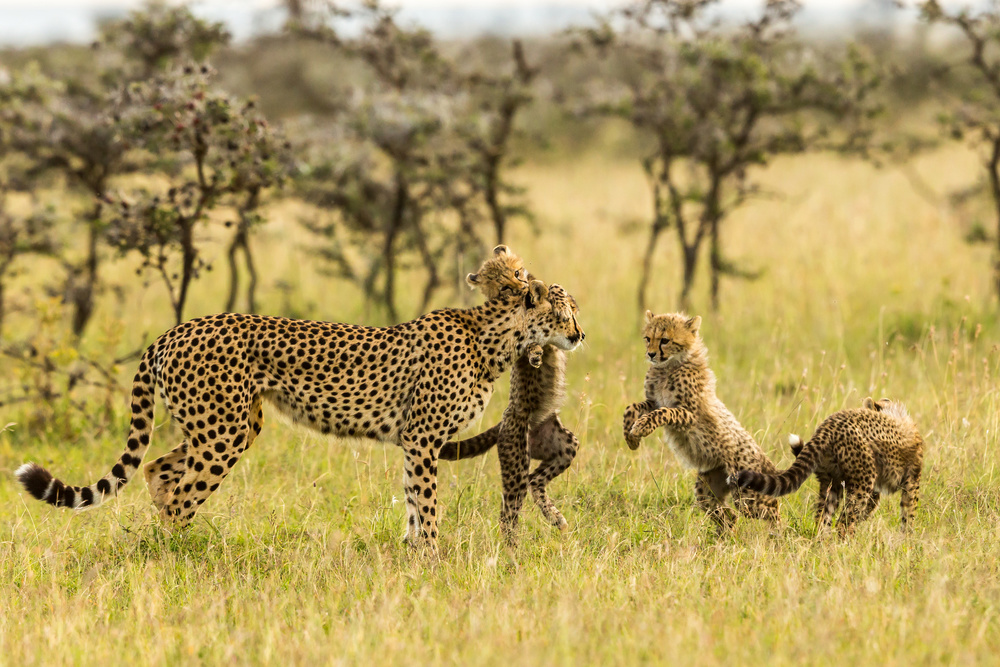 Cheetahs and Cubs à Venkata Ratna Prem Hymakar Valluri