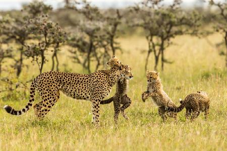 Cheetahs and Cubs