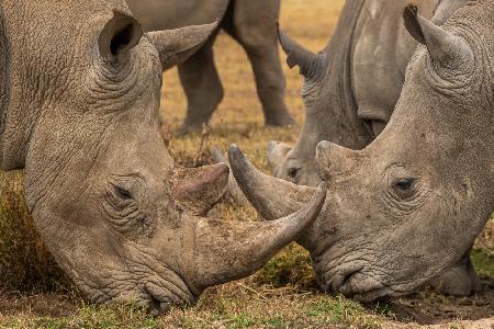 White Rhinos close up