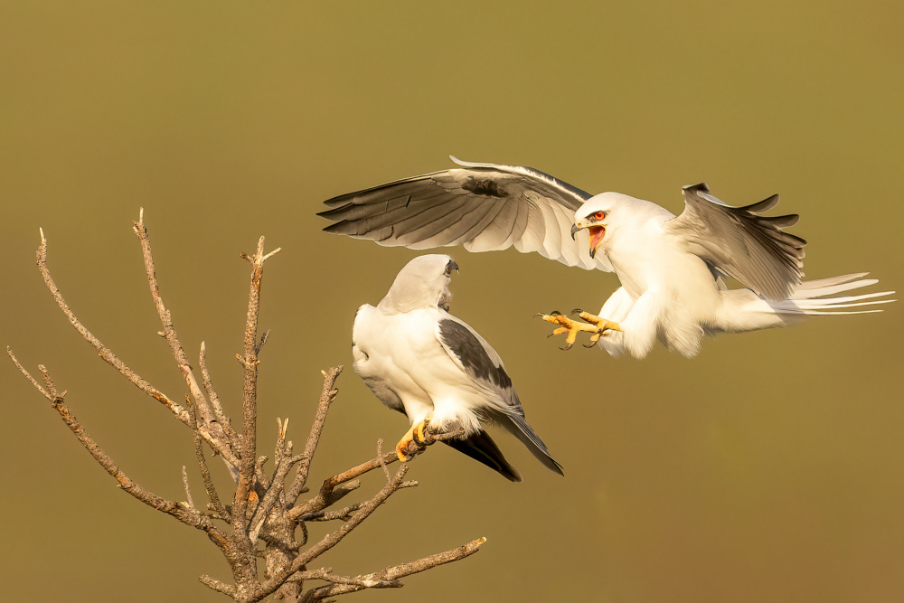 White Tailed Kites à Victor Wang