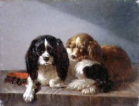 King Charles Spaniels