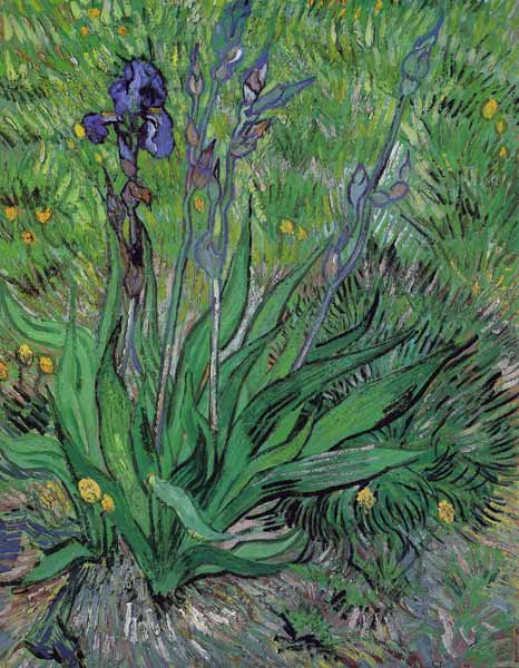 iris à Vincent van Gogh