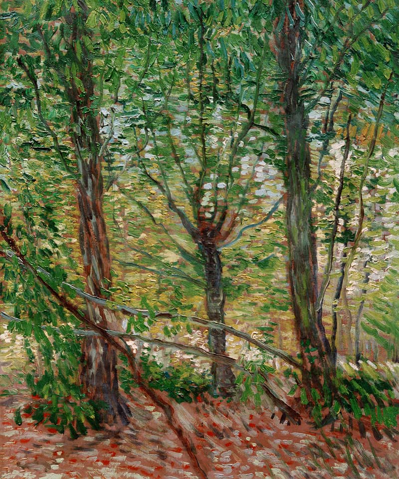 Trees and Undergrowth à Vincent van Gogh