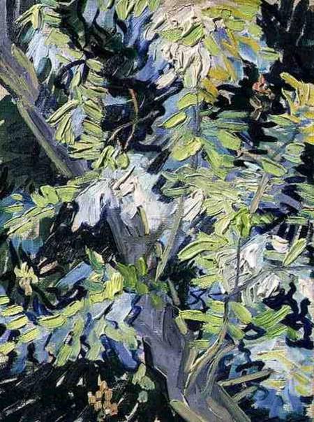 Acacia in Flower à Vincent van Gogh