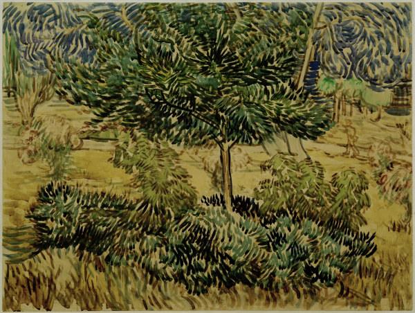 v.Gogh, Tree a.Bushes in Asylum Garden à Vincent van Gogh
