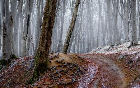 Forest between fall and winter with rusty leaves and a leading path