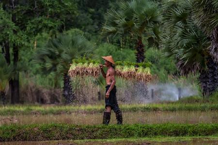 Farmer are planting rice in the rainy season