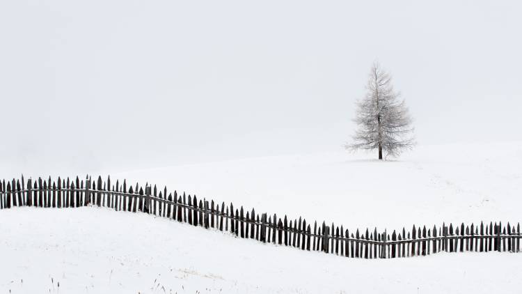 The larch behind the fence à Vito Miribung