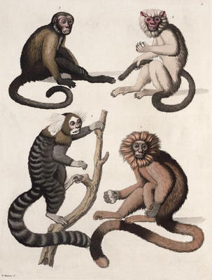 Monkeys (colour litho) à Vittorio Raineri