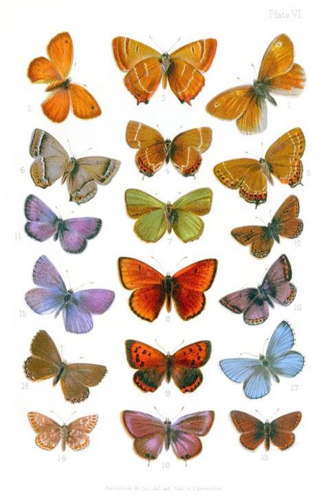 British butterflies à Vittorio Zecchin