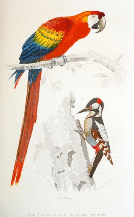 Scarlet Macaw a.o. à Vittorio Zecchin