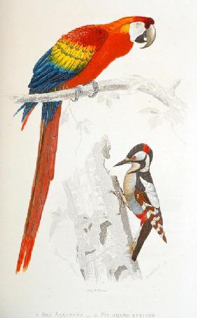 Scarlet Macaw a.o.