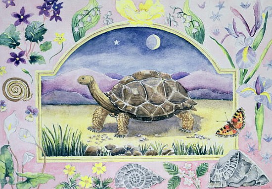 Giant Tortoise (month of May from a calendar)  à Vivika  Alexander
